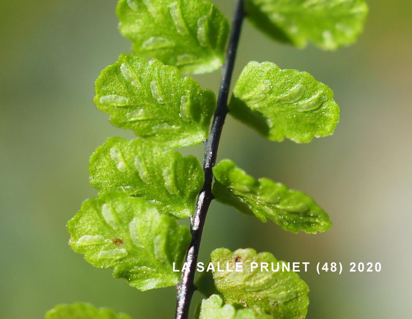 Spleenwort, Maidenhair flower